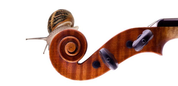Snail and violin