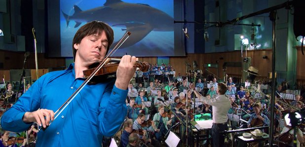 Joshua Bell shark